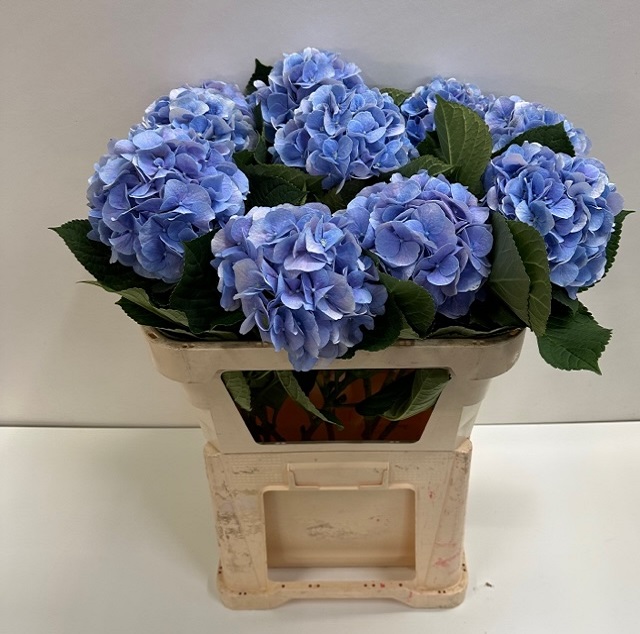 Hydrangea marsepein milka.jpg